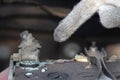 Mechanic hand pointing car Battery terminalÃÂ in a garageÃÂ ..Old battery corrosion deteriorate leaking with blue acid powder..